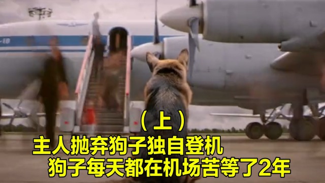 电影最新犬，银幕外的忠诚与情感共鸣之旅